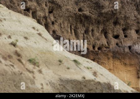 Des hirondelles pour hirondelles sur les falaises de la ville d'Ahrenshoop sur la péninsule de la mer Baltique Darss en Allemagne en été. Banque D'Images