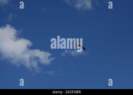 Volant de mouettes contre le ciel bleu avec peu de nuages Banque D'Images