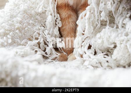 Paws of a ginger cat in a warm and fluffy white plaid. Front view. Stock Photo