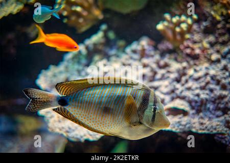 Voiliers de mer rouge sous l'eau dans la mer Banque D'Images