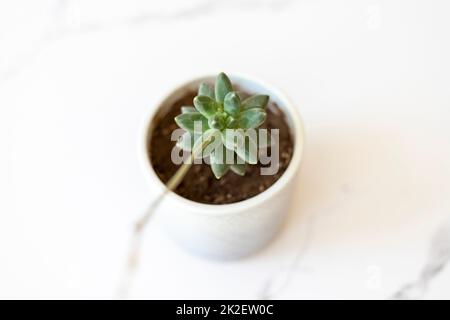 Pachyphytum compactum succulent un pot en céramique avec une mise au point sélective et un arrière-plan flou Banque D'Images