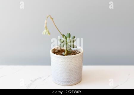 Pachyphytum compactum succulent in a decorative ceramic pot with selective focus Stock Photo