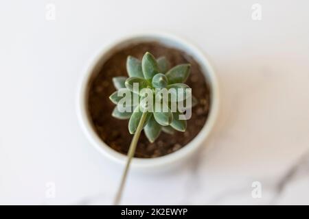 Pachyphytum Compactum beautiful succulent plant high angle view with selective focus Stock Photo