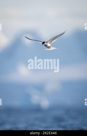 La sterne antarctique vole avec des collines en arrière-plan Banque D'Images