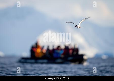 Le sterne antarctique vole sur l'océan par gonflable Banque D'Images