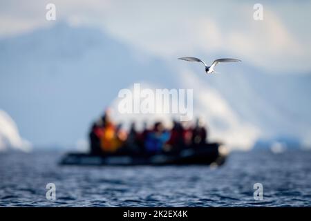 Le sterne antarctique vole au-dessus de la mer par gonflable Banque D'Images