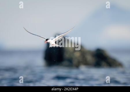 La sterne antarctique vole au-delà des rochers avec des poissons Banque D'Images