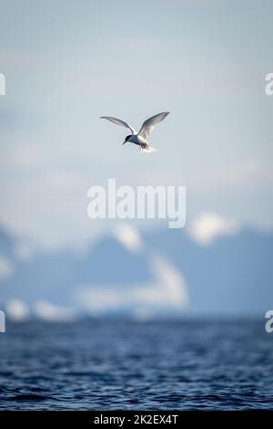 La sterne antarctique vole au-dessus de la mer par les montagnes Banque D'Images