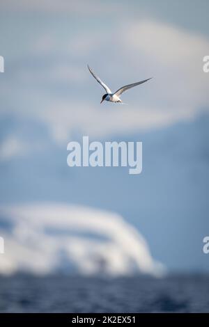 La sterne antarctique vole au-dessus de la mer levant des ailes Banque D'Images