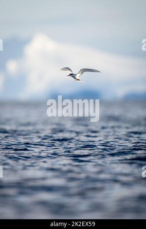 La sterne antarctique glisse sur l'océan pour pêcher Banque D'Images