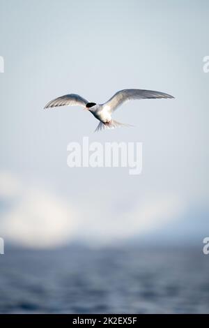 La sterne antarctique vole au-dessus de la mer sous le soleil Banque D'Images