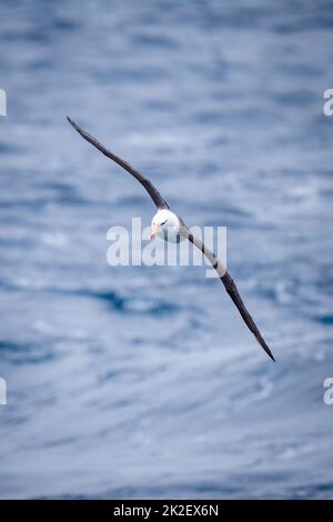 L'albatros brun noir glisse avec les ailes étirées en diagonale Banque D'Images