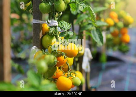 Les tomates jaunes mûrissent sur une branche du jardin. Variété de tomates jaunes Banque D'Images