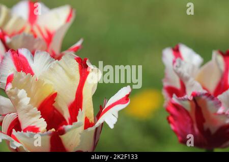 Tulipe blanche avec rayures délicates rouge. La beauté de la nature dans le jardin. Banque D'Images