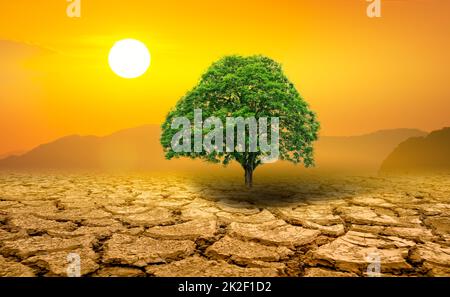 Arbre vert solitaire au milieu de la sécheresse Banque D'Images