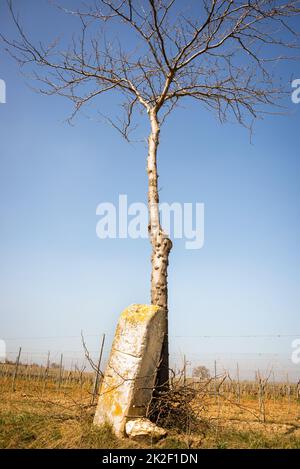 Borderstone on the edge of an agricultural field and cherry tree Stock Photo