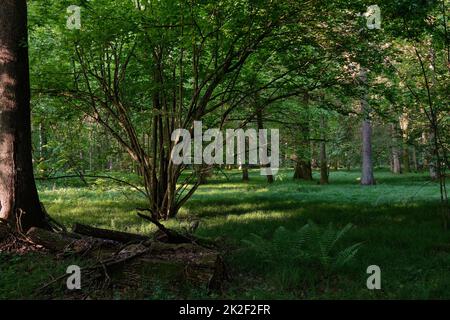 Lumière entrant dans la riche forêt caduque le matin avec de l'herbe sous les arbres autour, forêt de Bialowieza, Pologne, Europe Banque D'Images