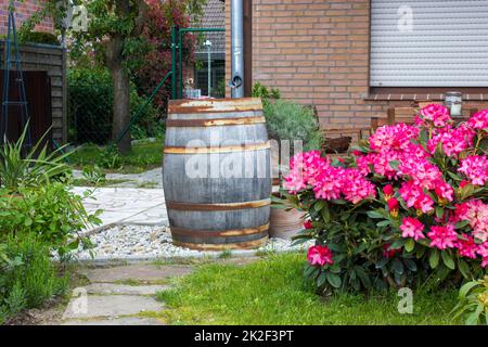 Jardin rustique - fleurs de rhododendron rose en fleurs Banque D'Images