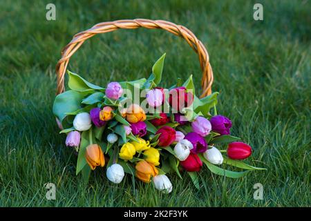 Tulipes fraîches colorées en panier en osier dans le jardin Banque D'Images