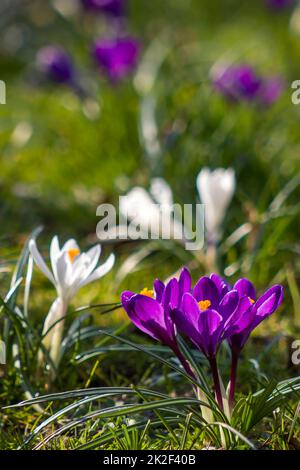 Crocus - l'une des premières fleurs de printemps Banque D'Images