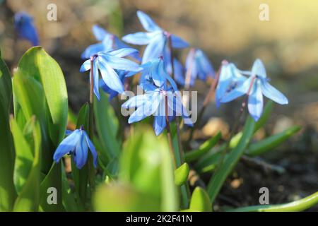 Belle Scilla siberica(Siberian squill ou bois squill) premières fleurs de printemps . Banque D'Images