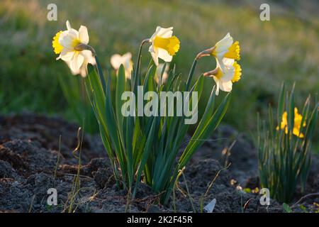 La jonarcisse (Narcissus pseudocissus) fleurit au printemps oriental Banque D'Images