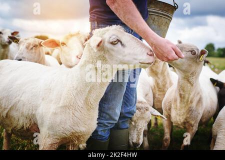 Les moutons nourris à la main sont des moutons heureux. Prise de vue d'un agriculteur mâle qui nourrit un troupeau de moutons dans une ferme. Banque D'Images