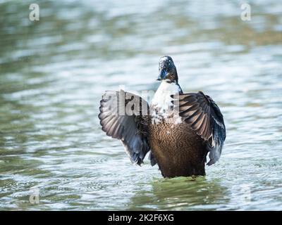 Un mâle Mallard Anas platyrhynchos ailes de flopping Banque D'Images