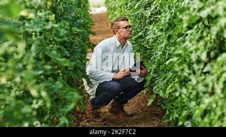 Theres toujours quelques recherches à faire dans ce domaine. Prise de vue en longueur d'un jeune scientifique utilisant une tablette numérique tout en étudiant des plantes et des cultures à l'extérieur sur une ferme. Banque D'Images