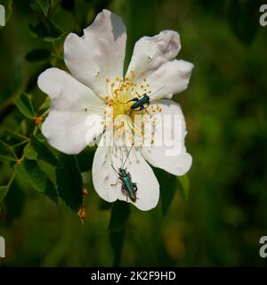 Coléoptère vert, Oedemera nobilis, sur une fleur en été Banque D'Images