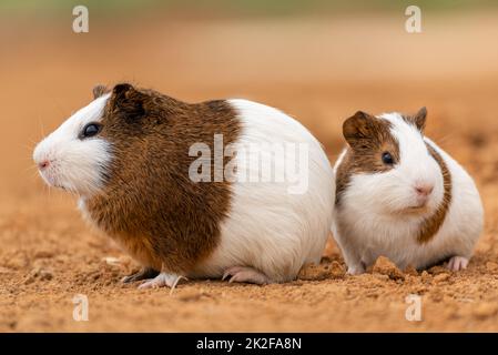 Deux cobayes mignon Banque D'Images