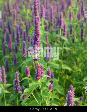 Agastache Blue Fortune ou Hysso géant de fleurs. Banque D'Images