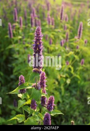 Agastache Blue Fortune ou Hysso géant de fleurs. Banque D'Images