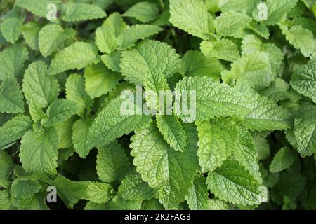 Plantes de menthe verte fraîche de la croissance dans la zone Banque D'Images