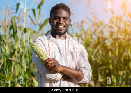 African American agriculturist holds corncob standing on farm field Stock Photo