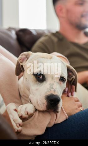 La maison est où vous avez un tour sur lequel vous pouvez vous allonger. Photo rognée d'un chien assis à la maison avec ses parents humains. Banque D'Images