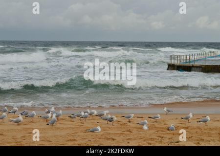 Les vagues déferlent sur la piscine de roche de South Curl Curl Beach à Sydney, en Australie Banque D'Images