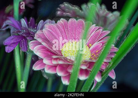 Magnifique Gerbera rose Banque D'Images