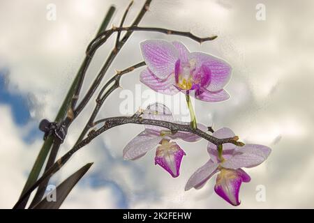 Trois orchidées et ciel Banque D'Images