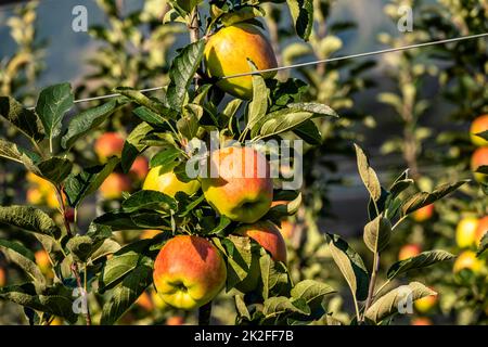 plantation de pommes, fruits espaliers Banque D'Images