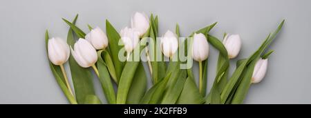 Banderole de printemps avec tulipes blanches. Banque D'Images