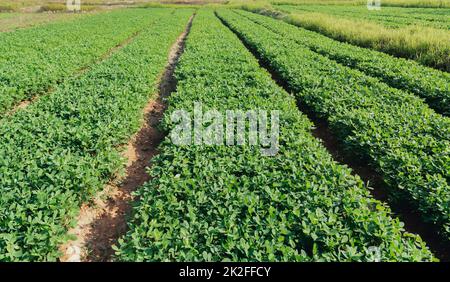 Cacahuètes bio ferme avec cellule solaire. Champ agricole sur lequel poussent les arachides. Banque D'Images