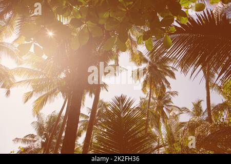 Île rêvant. Image de style rétro d'un éclat de soleil qui coule à travers le sommet des arbres de palmiers tropicaux. Banque D'Images