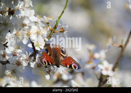 Un papillon paon sur la fleur d'un arbre fruitier. Banque D'Images