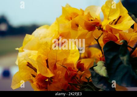 Bougainvillea fleur jaune coloré vigne ornementale ferme-clôture. Vue à angle élevé. Isolée des feuilles vertes. Arrière-plan de la nature Banque D'Images