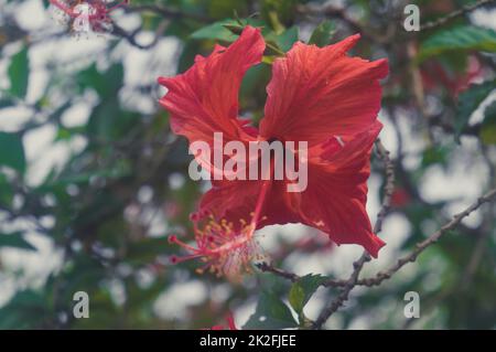 Siam Garden Red Hibiscus Flower ou China rose Plant Gudhal Jaba gros plan. Illuminé par la lumière du soleil isolée du fond vert des feuilles. Banque D'Images