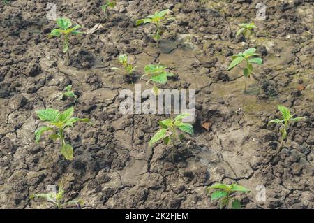 Agriculture. Croissance des plantes. Plantules. Jeunes plants de bébé qui poussent en séquence de germination sur fond de sol fertile Banque D'Images