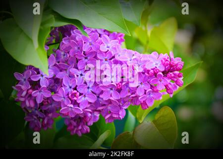 Fleurs de lilas ordinaire (Latin Syringa vulgaris) de couleur lilas Banque D'Images
