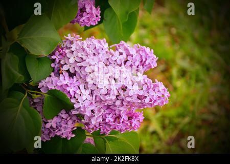 Fleurs de lilas ordinaire (Latin Syringa vulgaris) de couleur lilas Banque D'Images
