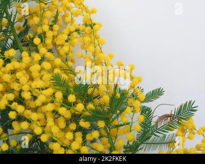 mimosa sc. Nom Acacia dealbata fleur jaune Banque D'Images